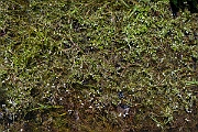 David Plant Photography - Wildlife Photography - Lesser marshwort - G