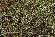 David Plant Photography - Wildlife Photography - Lesser marshwort - H