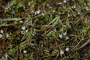 David Plant Photography - Wildlife Photography - Lesser marshwort - I