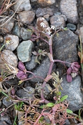 David Plant Photography - Wildlife Photography - Lesser marshwort - K