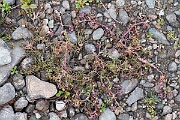 David Plant Photography - Wildlife Photography - Lesser marshwort - L