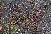 David Plant Photography - Wildlife Photography - Lesser marshwort - M