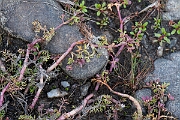 David Plant Photography - Wildlife Photography - Lesser marshwort - N