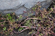 David Plant Photography - Wildlife Photography - Lesser marshwort - O