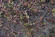 David Plant Photography - Wildlife Photography - Lesser marshwort - P