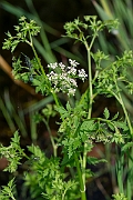 David Plant Photography - Wildlife Photography - Lesser water-parsnip - A