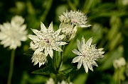 David Plant Photography - Wildlife Photography - Masterwort - A