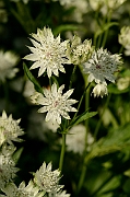 David Plant Photography - Wildlife Photography - Masterwort - B