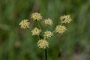 David Plant Photography - Wildlife Photography - Pepper-saxifrage - B