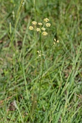 David Plant Photography - Wildlife Photography - Pepper-saxifrage - C