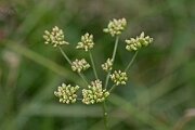 David Plant Photography - Wildlife Photography - Pepper-saxifrage - E