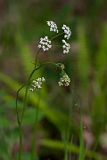 David Plant Photography - Wildlife Photography - Pignut - B