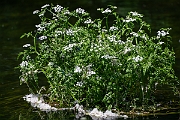 David Plant Photography - Wildlife Photography - River water dropwort - A