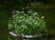David Plant Photography - Wildlife Photography - River water dropwort - D