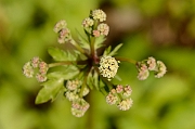 David Plant Photography - Wildlife Photography - Sanicle - A