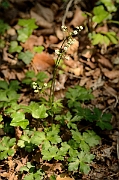 David Plant Photography - Wildlife Photography - Sanicle - B
