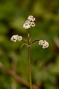 David Plant Photography - Wildlife Photography - Sanicle - C