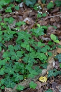 David Plant Photography - Wildlife Photography - Sanicle - D