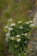 David Plant Photography - Wildlife Photography - Scot's lovage - B