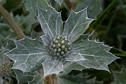 David Plant Photography - Wildlife Photography - Sea holly - B