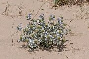 David Plant Photography - Wildlife Photography - Sea holly - H