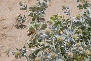 David Plant Photography - Wildlife Photography - Sea holly - I