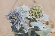 David Plant Photography - Wildlife Photography - Sea holly - J
