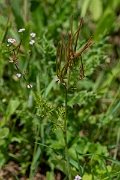 David Plant Photography - Wildlife Photography - Shepherd's needle - A