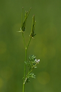 David Plant Photography - Wildlife Photography - Shepherd's needle - B