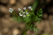 David Plant Photography - Wildlife Photography - Shepherd's needle - D