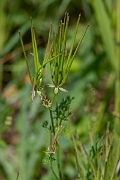 David Plant Photography - Wildlife Photography - Shepherd's needle - E