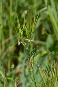 David Plant Photography - Wildlife Photography - Shepherd's needle - F
