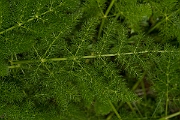 David Plant Photography - Wildlife Photography - Spignel - A