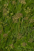 David Plant Photography - Wildlife Photography - Spignel - B