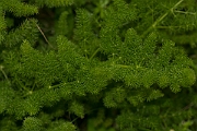 David Plant Photography - Wildlife Photography - Spignel - C
