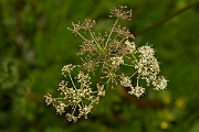 David Plant Photography - Wildlife Photography - Spignel - D