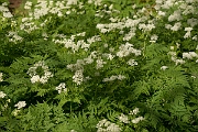 David Plant Photography - Wildlife Photography - Sweet cicely - A