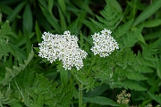 David Plant Photography - Wildlife Photography - Sweet cicely - F