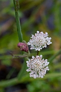David Plant Photography - Wildlife Photography - Tubular water-dropwort - A