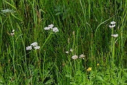David Plant Photography - Wildlife Photography - Tubular water-dropwort - C
