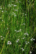 David Plant Photography - Wildlife Photography - Tubular water-dropwort - E