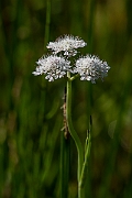 David Plant Photography - Wildlife Photography - Tubular water-dropwort - H