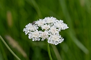 David Plant Photography - Wildlife Photography - Tubular water-dropwort - I