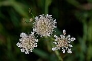 David Plant Photography - Wildlife Photography - Tubular water-dropwort - K