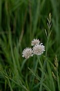 David Plant Photography - Wildlife Photography - Tubular water-dropwort - L