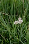 David Plant Photography - Wildlife Photography - Tubular water-dropwort - M
