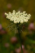 David Plant Photography - Wildlife Photography - Wild carrot - B
