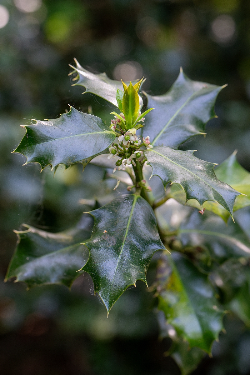 David Plant Photography - Wildlife Photography - Holly - A.jpg - Holly - Norfolk