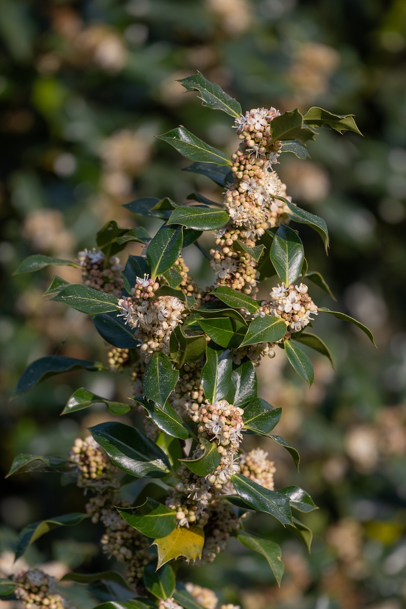 David Plant Photography - Wildlife Photography - Holly - C.jpg - Holly - Suffolk