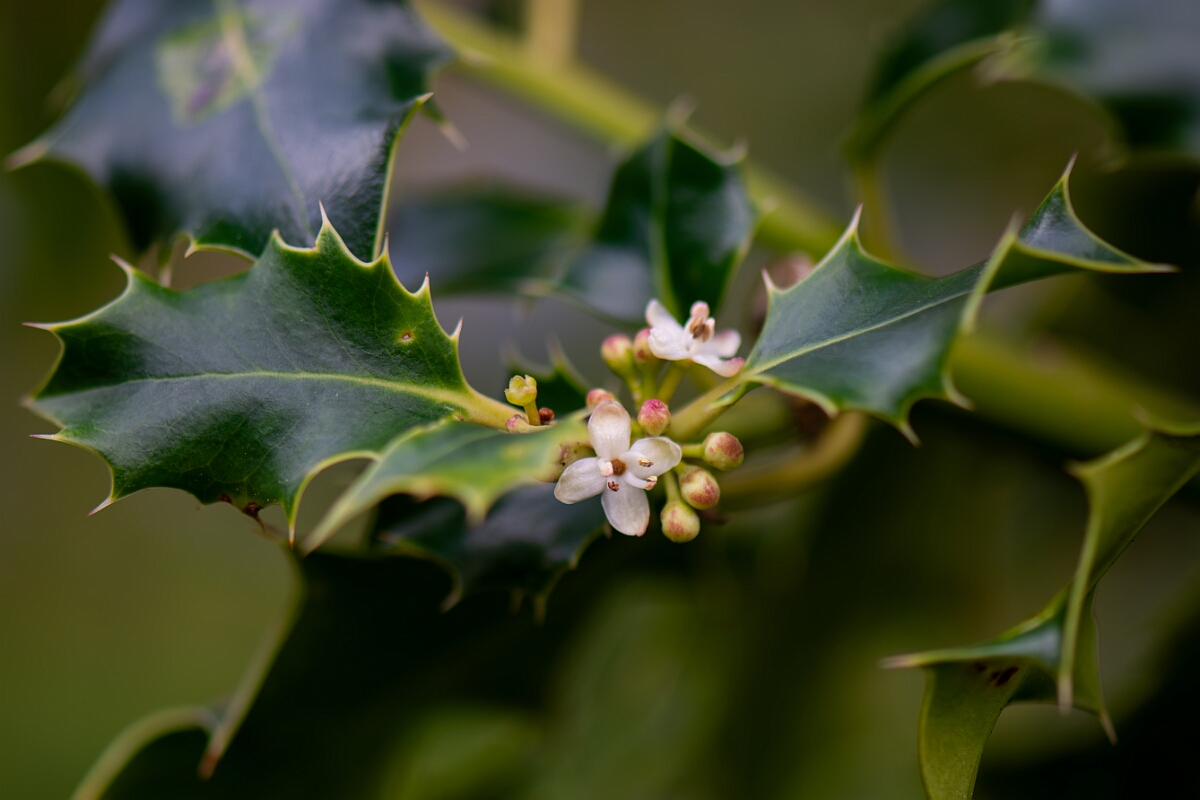 David Plant Photography - Wildlife Photography - Holly - D.jpg - Holly, flower - Cotswolds